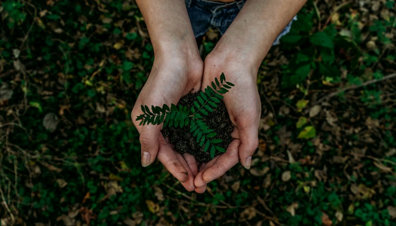 Tree Planting